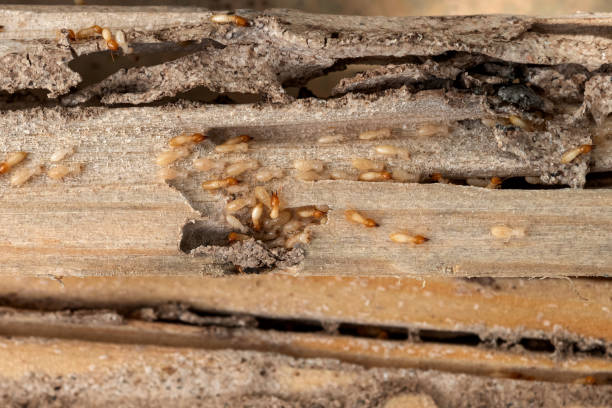 Best Commercial Pest Control Services  in Monticello, IA